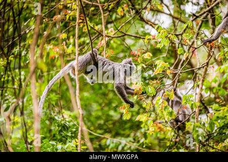 Macaque Affe im Bako Nationalpark, Kuching, Sarawak, Borneo, Malaysia, Südostasien, Asien Stockfoto
