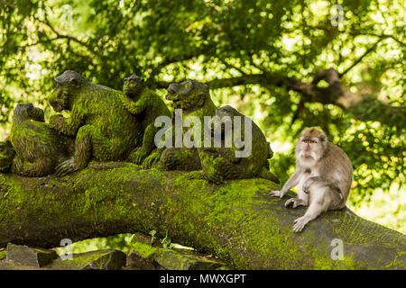 Heilige Affenwald in Ubud, Bali, Indonesien, Südostasien, Asien Stockfoto