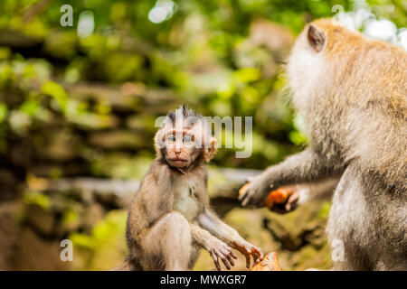 Heilige Affenwald in Ubud, Bali, Indonesien, Südostasien, Asien Stockfoto