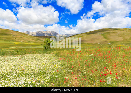 Blüten in der Linse Felder von Santo Stefano di Sessanio, Abruzzen, Italien, Europa Stockfoto