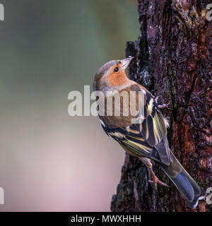 Männchen Buchfink im Abernethy Wald, Strathspey in der Nähe von Aviemore, Schottland, Großbritannien, Europa Stockfoto