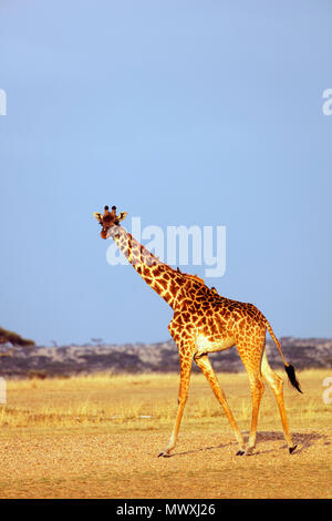 Giraffe (Giraffa Camelopardalis), Serengeti National Park, UNESCO-Weltkulturerbe, Tansania, Ostafrika, Südafrika Stockfoto