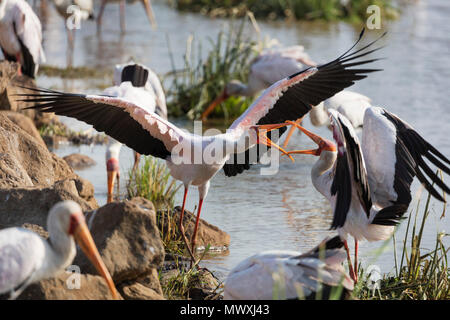 Yellow billed Stork (mycteria Ibis) kämpfen, Lake Manyara National Park, Tansania, Ostafrika, Südafrika Stockfoto