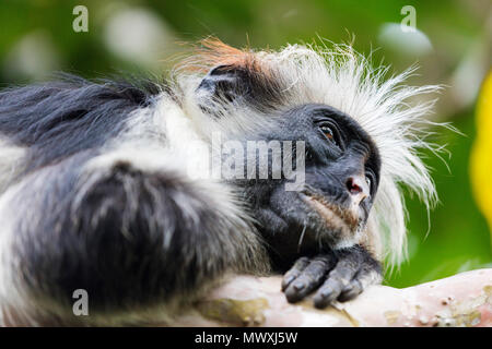 Red Colobus Affen (Piliocolobus), Jozani Forest, den Jozani Chwaka Bay National Park, Insel Sansibar, Tansania, Ostafrika, Südafrika Stockfoto