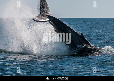 Buckelwale (Megaptera novaeangliae) Schwanz schlagen, Resurrection Bay, Kenai Fjords National Park, Alaska, Vereinigte Staaten von Amerika, Nordamerika Stockfoto