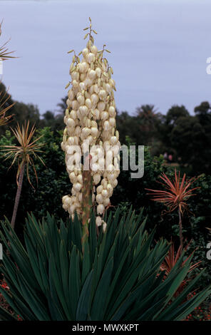 YUCCA FILAMENTOSA (ADAM'S NEEDLE ODER SPANISCH BAJONETT) Stockfoto