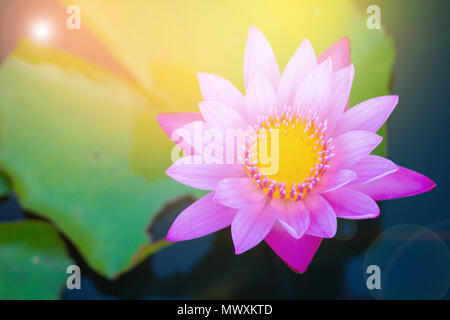 Schöne rosa Blüte, Lotus erblühte Blume, Lilie Blume auf einem Wasser Sumpf mit Sonnenschein in natürlichen Hintergrund. Stockfoto