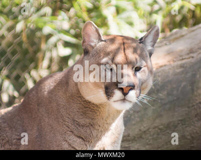 Wildlife Szene von Gefahr, Cougar, Puma, Leopard im Zoo Park, große wilde Katze in der Natur Lebensraum, Puma concolor, Mountain Lion, Mexiko bekannt. Stockfoto