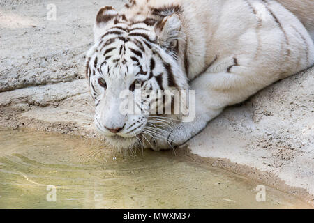 Tiger, weiß Tiger ist Trinkwasser im Zement Teich im Tierpark in natürlichen Frühling Hintergrund. Stockfoto