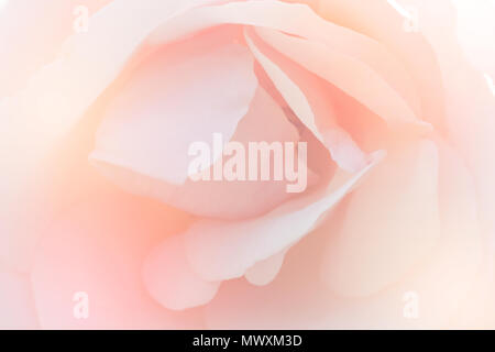 Süße Farbe von Rosen Blume im weichen Stil für Hintergrund, unscharf Unschärfe Rosenblätter, Pastell- und Soft Focus Blume Hintergrund. Stockfoto