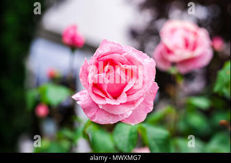 Regen fällt auf eine Rose Stockfoto