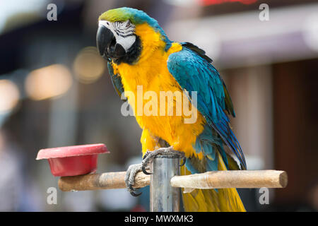 Papagei auf einem Stick Stockfoto