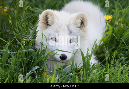 Arctic fox Kit (Vulpes lagopus) im Gras in Kanada Stockfoto