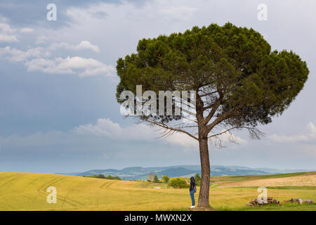 Junge Frau, die von Baum, Foto, atemberaubende Landschaft in San Quirico d'Orcia, in der Nähe von Pienza, Toskana, Italien im Mai Stockfoto