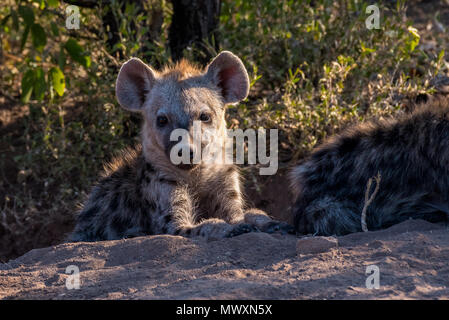 Hyäne Cub am Eingang der Höhle entdeckt Stockfoto