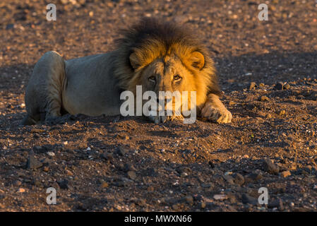 Männliche schwarze Maned afrikanischen Löwen in Mashatu Game Reserve in Botswana Stockfoto