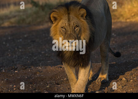 Männliche schwarze Maned afrikanischen Löwen in Mashatu Game Reserve in Botswana Stockfoto