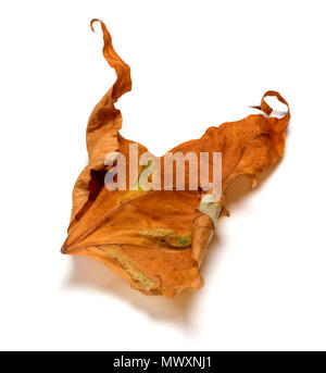 Herbst trocken Twisted maple leaf auf weißem Hintergrund Stockfoto