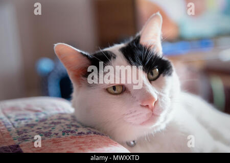 Eine Hauskatze in Bangkok, Thailand Stockfoto