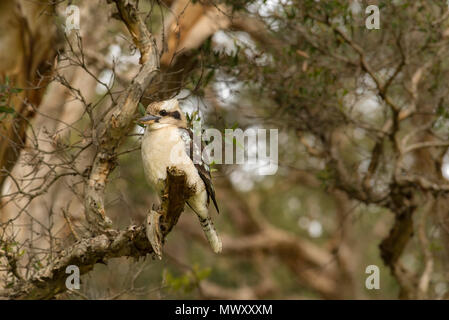 Ein Laughing Kookaburra (Dacelo novaeguineae) auf eine Niederlassung eines breitblättrigen Paperbark Baum (Melaleuca quinquenervia) ist eine einheimische australische Vogel Stockfoto