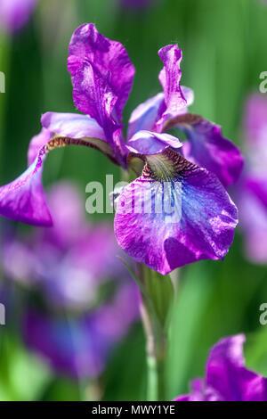 Iris sibirica „gekühlter Wein“ fällt Weinkarmin, in der Mitte blau, dunkle Adern am Hals, Irisblumenporträt Sibirica „gekühlter Wein“ Stockfoto