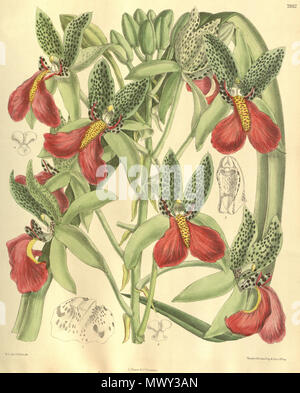 . Abbildung: Cymbidiella pardalina (syn. Cymbidium rhodochilum). 1904. M. S. del. (= Matilda Smith, 1854-1926), J. N. Fitch lith. (= John Nugent Fitch, 1840 - 1927) Beschreibung von William Botting Hemsley (1843-1924) 149 Cymbidiella pardalina Cymbidium rhodochilum (als) - blütenstand - Curtis' 130 (Ser. 3 Nr. 60) pl. 7932 (1904) Stockfoto