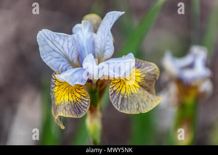 Sibirische Iris sibirica 'schläfrige Maggie' Blumenkopf Stockfoto