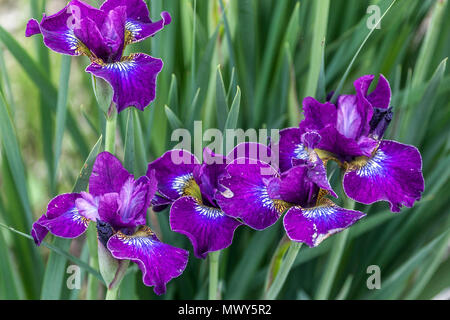 Sibirische Iris sibirica ' Crimson Cloissonne ' Stockfoto