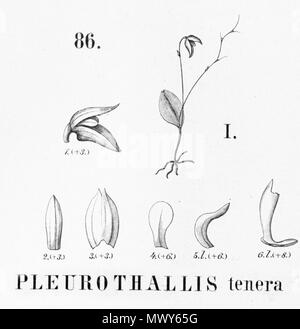 . Abbildung: Schmetterlinge tenera. 1896. Alfred Cogniaux (1841-1916) 489 Schmetterlinge tenera - Ausschnitt aus Flora brasiliensis 3-4-86 Abb. I Stockfoto