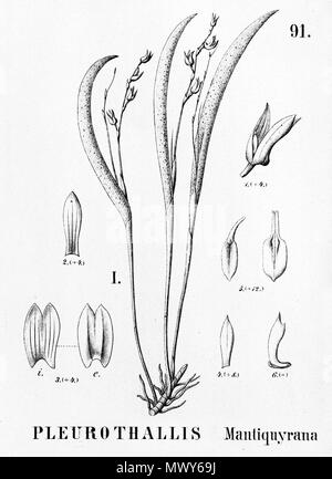 . Abbildung: Schmetterlinge mantiquyrana. 1896. Alfred Cogniaux (1841-1916) 489 Schmetterlinge mantiquyrana - Ausschnitt aus Flora brasiliensis 3-4-91 Abb. I Stockfoto