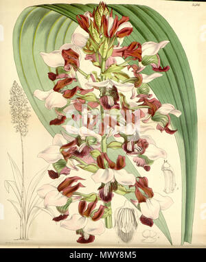 . Abbildung: rosea Eulophia (syn. Lissochilus horsfallii). 1865. Walter Hood Fitch (1817-1892) del. et lith. Beschreibung von Joseph Dalton Hooker (1817 - 1911) 199 rosea Eulophia (als Lissochilus horsfallii) - Curtis '91 (Ser. 3 Nr. 21) pl. 5486 (1865) Stockfoto