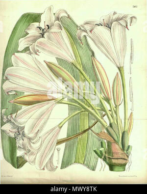 . Crinum macowanii. 1902. Baker 18 7812 Crinum macowanii (wie Crinum johnstonii) Stockfoto