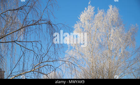 Bäume, bedeckt mit Schnee und Frost. Winterlandschaft: Birke komplett mit Frost vor blauem Himmel bedeckt. Stockfoto