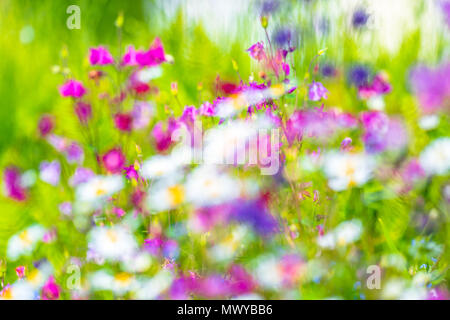 Unscharf Bilder von bunten Blumen ähnlich einem Monet impressionistischer Malerei. Stockfoto