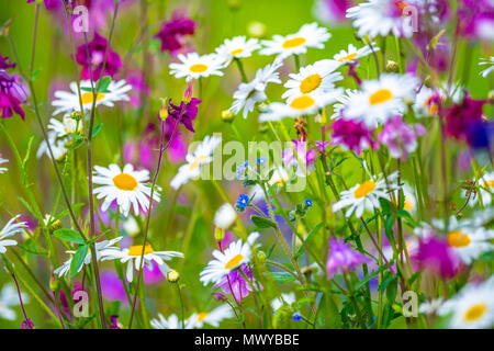 Unscharf Bilder von bunten Blumen ähnlich einem Monet impressionistischer Malerei. Stockfoto