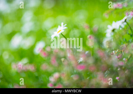 Unscharf Bilder von bunten Blumen ähnlich einem Monet impressionistischer Malerei. Stockfoto