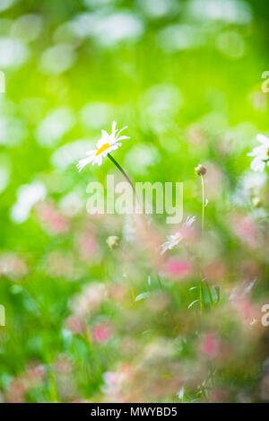 Unscharf Bilder von bunten Blumen ähnlich einem Monet impressionistischer Malerei. Stockfoto