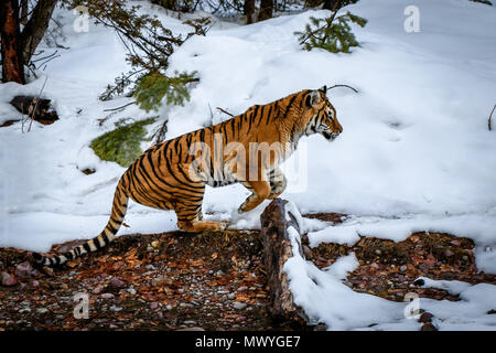 Tiger leap Stockfoto