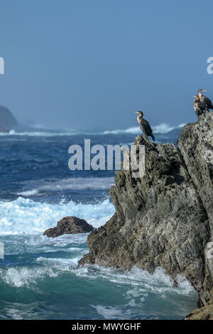 Kormorane auf Felsen im Tsitsikamma Naturschutzgebiet, Indischer Ozean, Garden Route, Südafrika Stockfoto