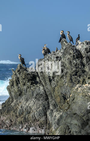 Kormorane auf Felsen im Tsitsikamma Naturschutzgebiet, Indischer Ozean, Garden Route, Südafrika Stockfoto