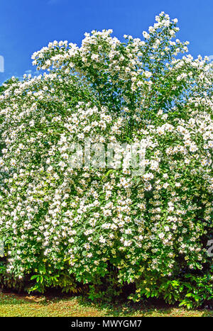 Cornus alba 'Sibirica Coronarius (süße Mock-orange oder Englisch hartriegel) Stockfoto