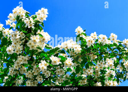 Cornus alba 'Sibirica Coronarius (süße Mock-orange oder Englisch hartriegel) Stockfoto