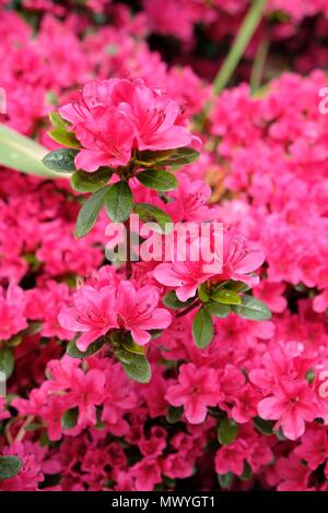 Frühling blühende rosa Azaleen Sträucher gegen eine Ziegelmauer in New