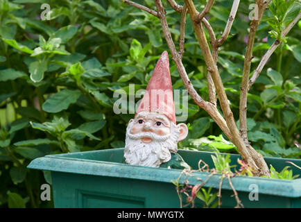 Eine Töpferei Gnome mit verblasste Farbe starrt aus einem Blumentopf in einem Schottischen Garten. Blairgowrie, Perthshire, Schottland. Stockfoto