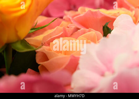 Schöne frische Blumen Stockfoto