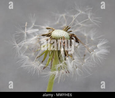 Nahaufnahme der Löwenzahn Blume nach Saatgut gegangen Stockfoto