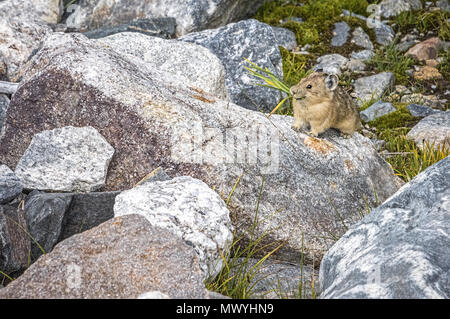 Eine amerikanische Hecht oder Rock Kaninchen essen Gras in den Rocky Mountains in Colorado, USA. Stockfoto