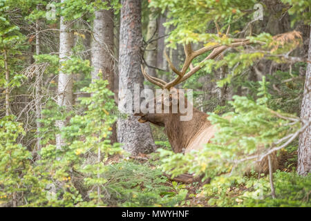 Wapiti (Cervus canadensis) im Wald in Rocy Mountain National Park liegt. Stockfoto