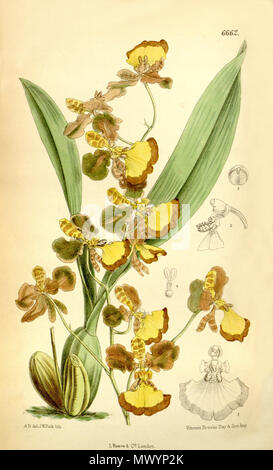 . Abbildung: Oncidium praetextum. 1882. A. B. (??) Del., J. N. Fitch lith. (= John Nugent Fitch, 1840 - 1927). Beschreibung von Joseph Dalton Hooker (1817 - 1911) 456 Oncidium praetextum Stockfoto