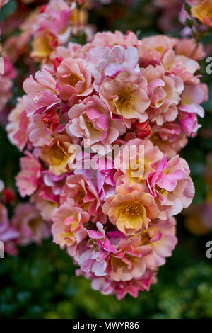 Weiße Rosen in voller Blüte Stockfoto